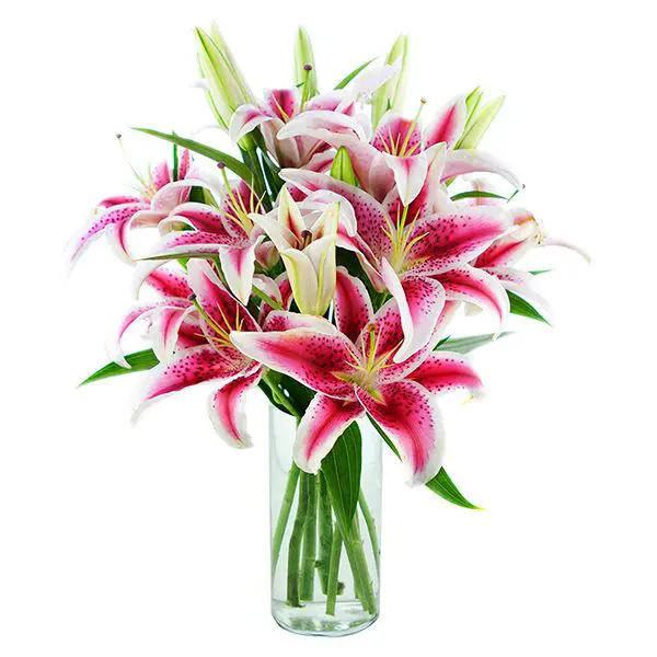 Stunning Stargazer Lily In A Vase