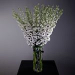 Designer Collection -white Delphinium In Glass Vase