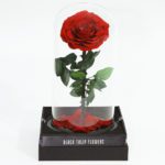 Single Red Forever Rose