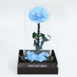 Single Light Blue Forever Rose